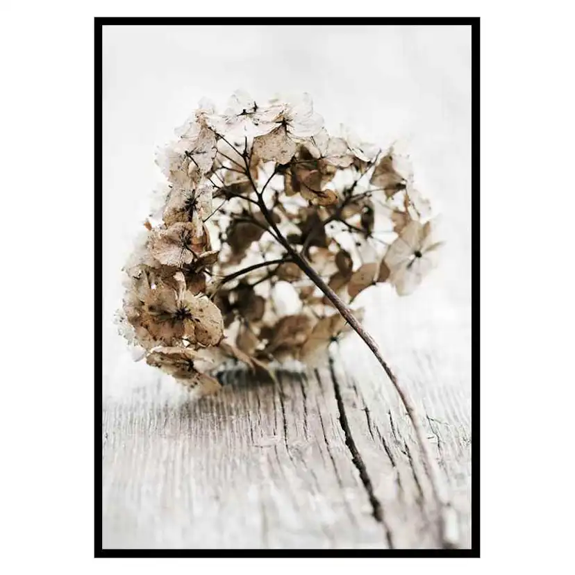 Poster Gallerix Dried Field Flower No1
