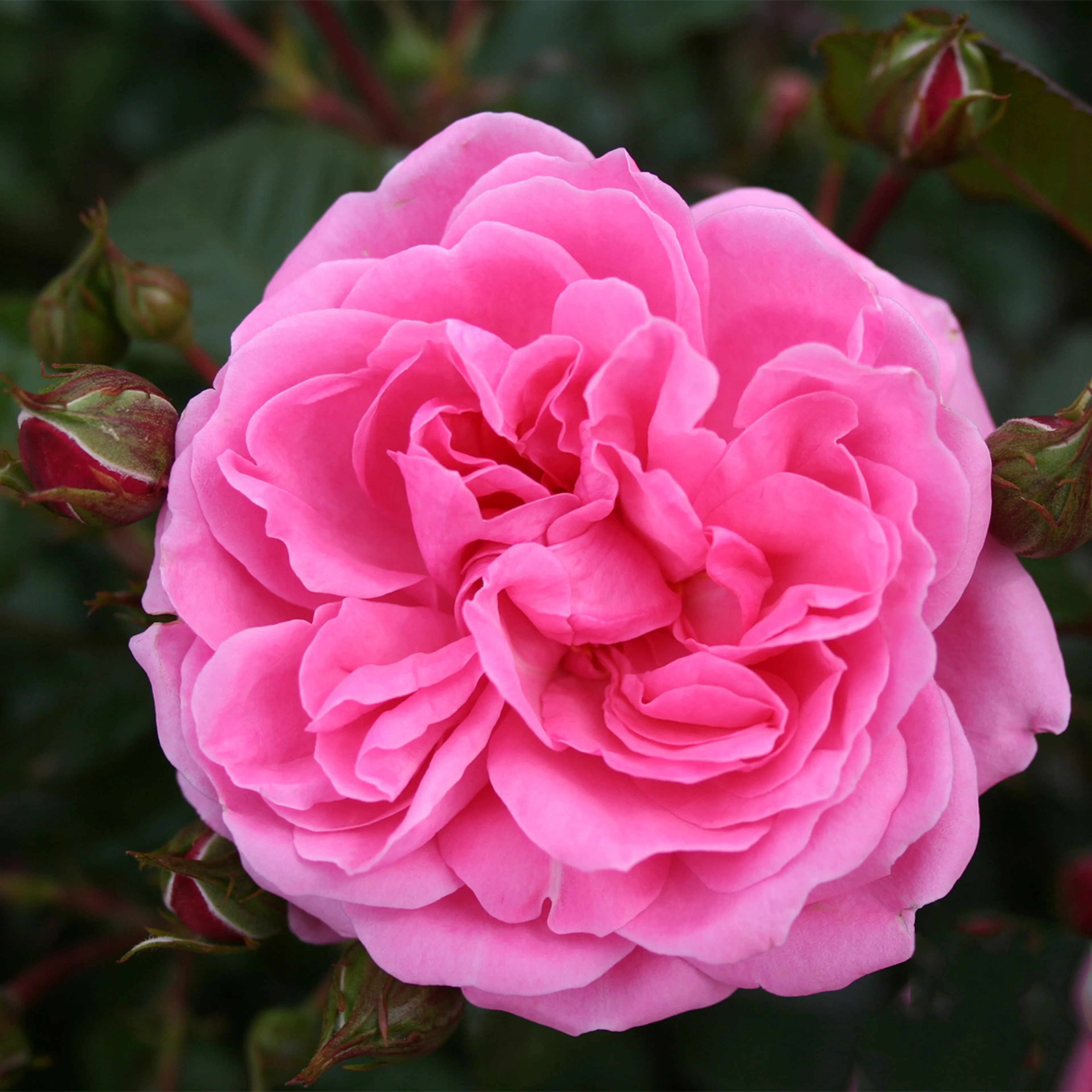 Rosa "Berleburg", 10-pack 10-pack
