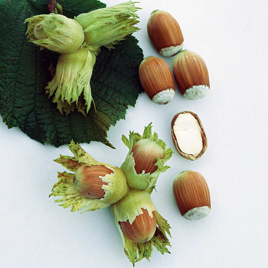 Buske Storfruktig Hasselnöt Omnia Garden 60-80 cm