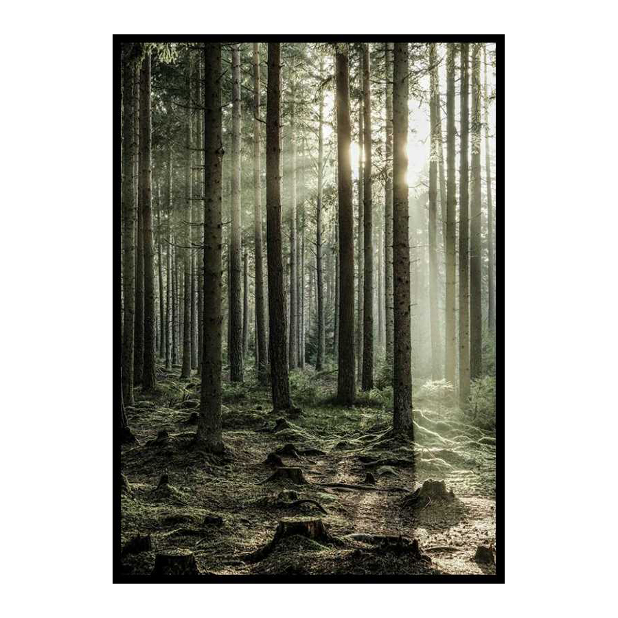 Sunbeam Forest 21x30 cm