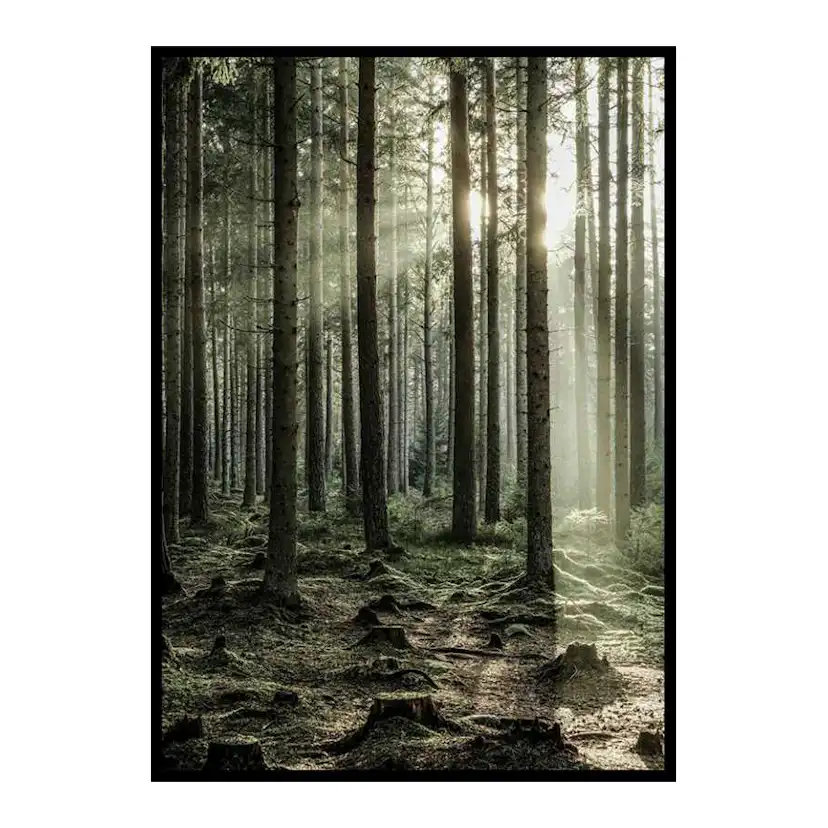 Sunbeam Forest 21x30 cm