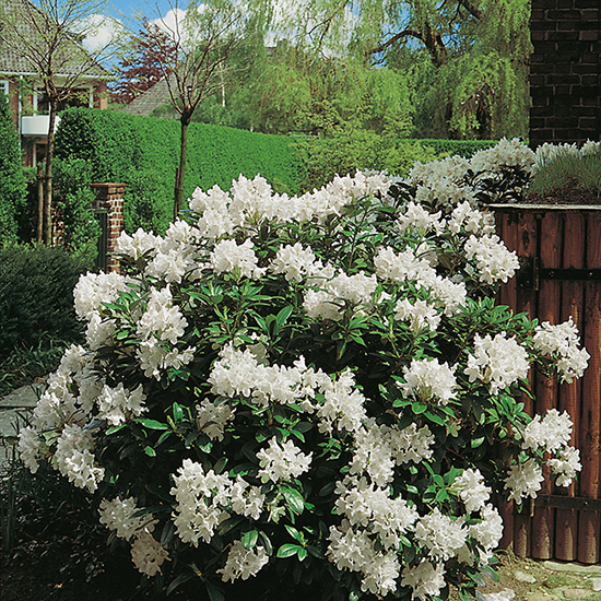 Rhododendron Omnia Garden Cunningham's White