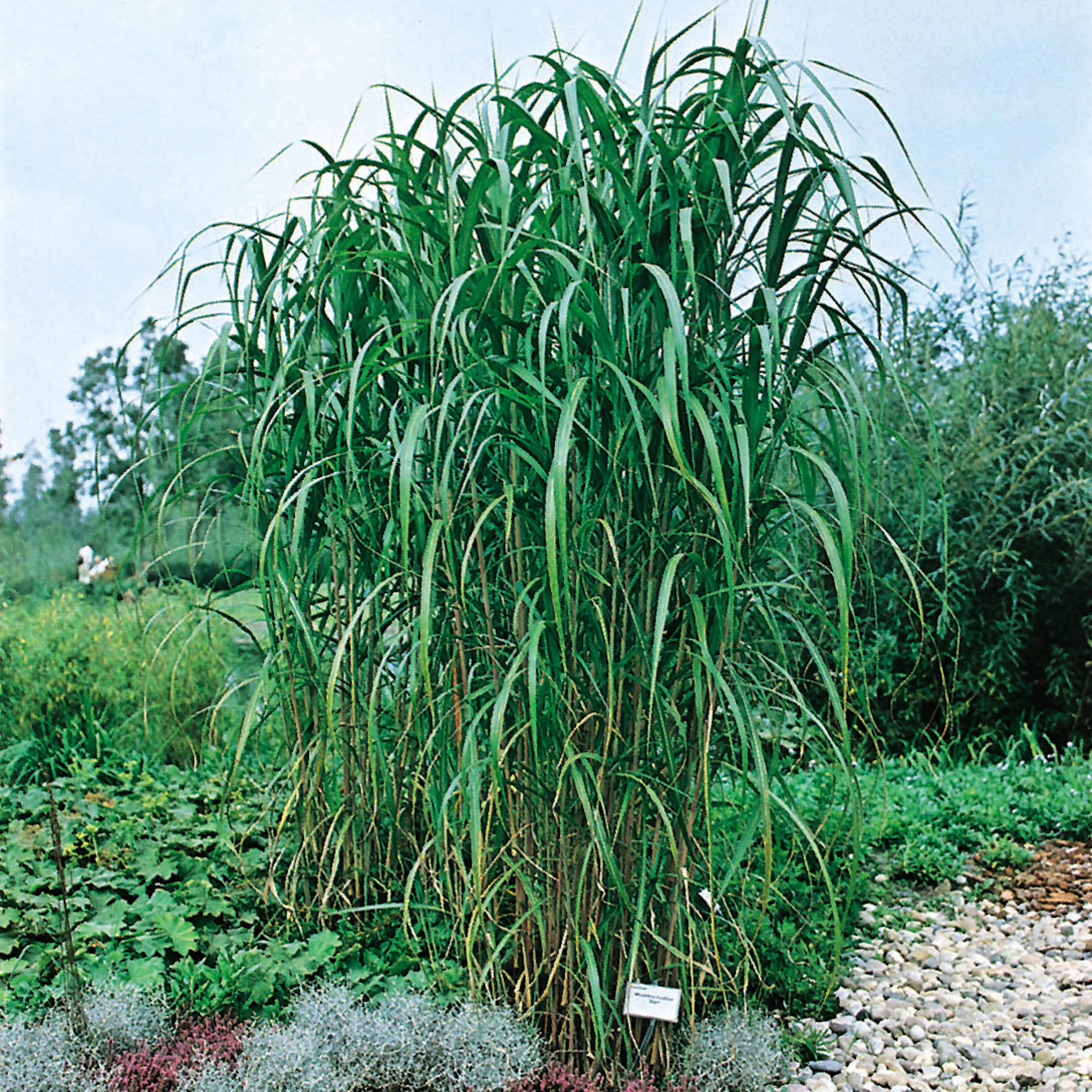 Prydnadsgräs Elefant Omnia Garden Elefantmiskantus