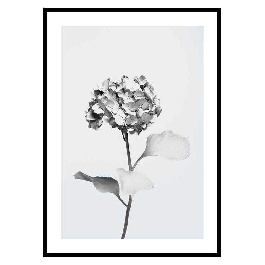 Poster Gallerix White Painted Flower