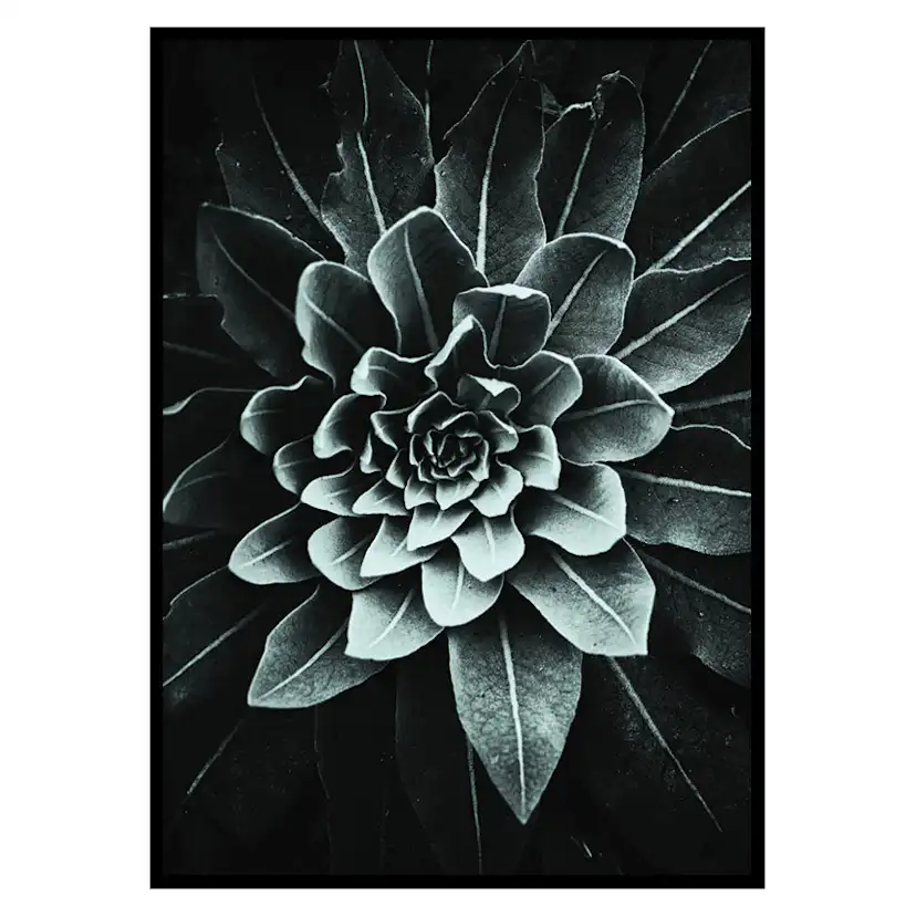 Poster Gallerix Leaf Rosette