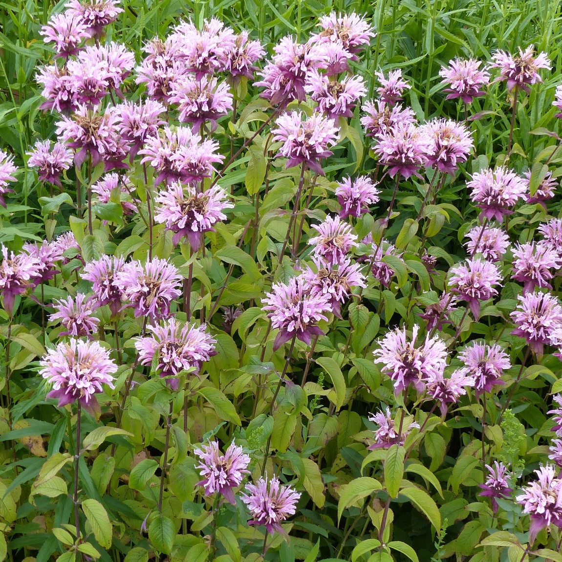 Perenner Omnia Garden Temynta Beauty of Cobham