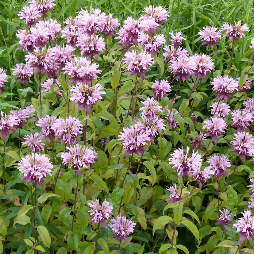 Perenner Omnia Garden Temynta Beauty of Cobham