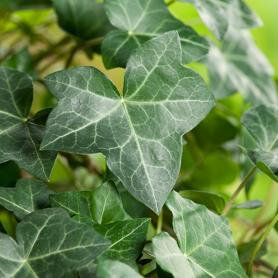 Klätterväxt Storbladig Murgröna Hedera Hibernica Omnia Garden 40-60 cm