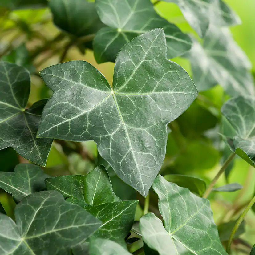 Klätterväxt Storbladig Murgröna Hedera Hibernica Omnia Garden 40-60 cm