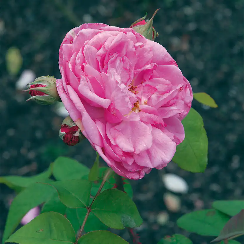 Storblommig Buskros Omnia Garden Gertrude Jekyll