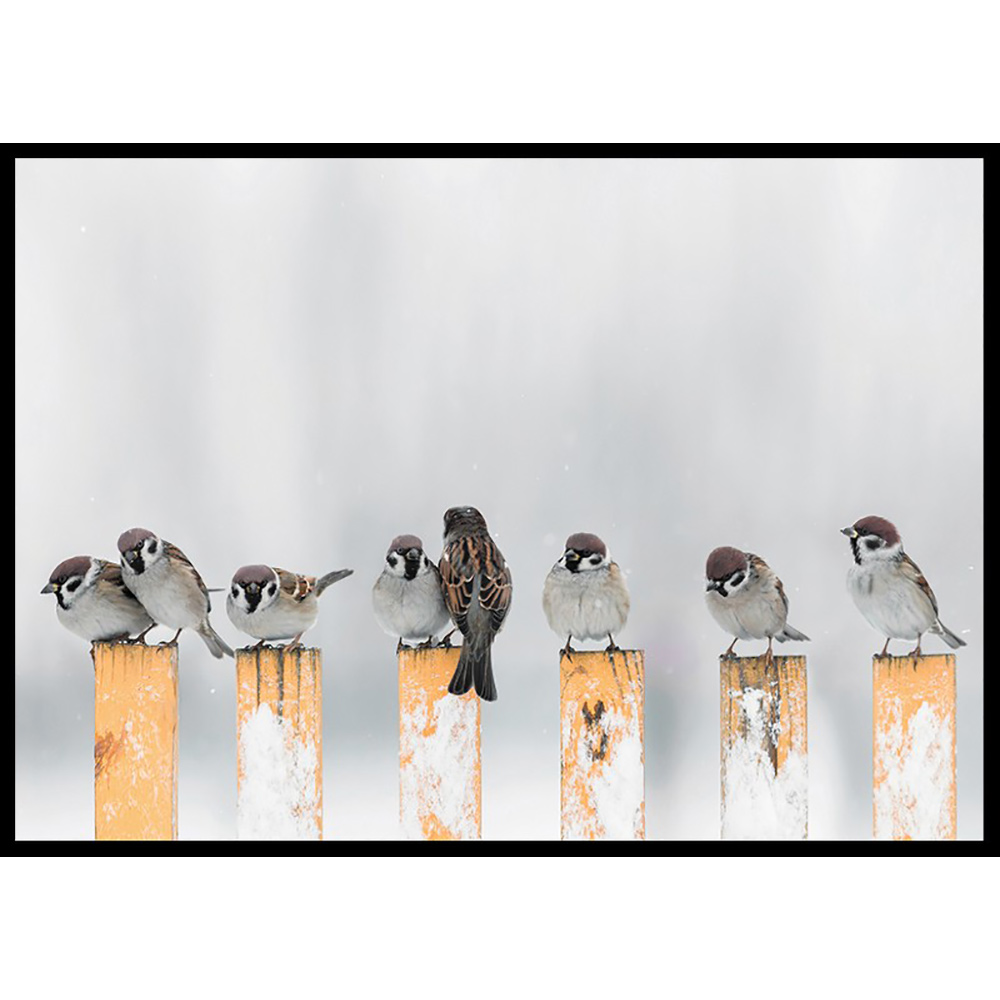 Poster Gallerix Willow Finches