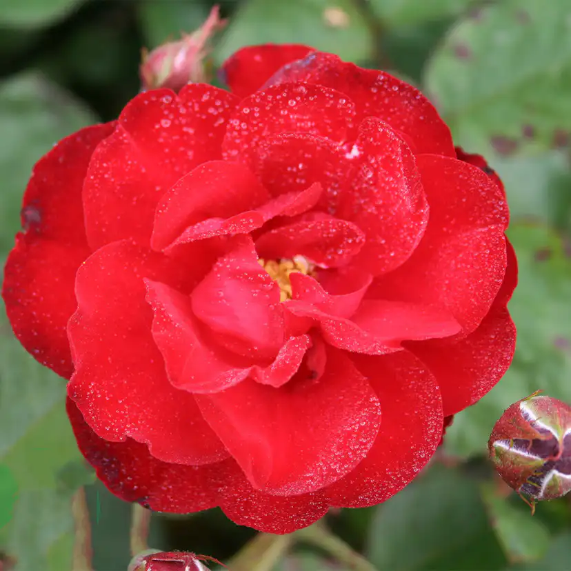 Flerblommig Rabattros Omnia Garden Lilli Marleen