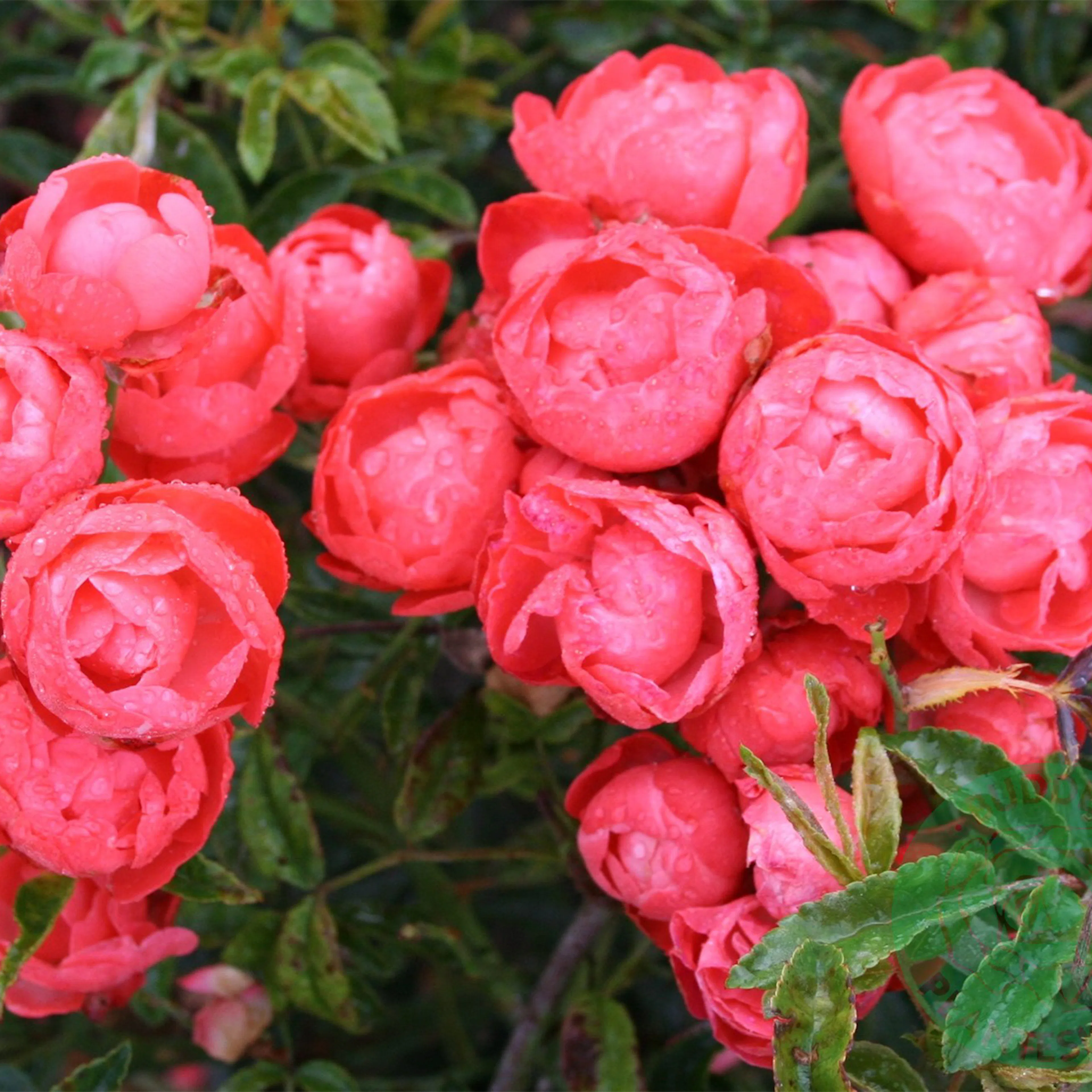 Rosa "Orange Morsdag", 5-pack 5-pack