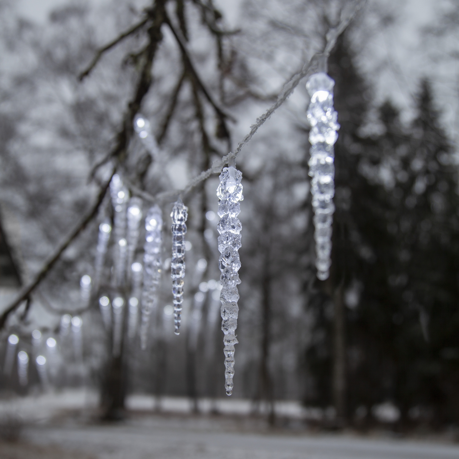 Istappsslinga Star Trading Gelido 50 st