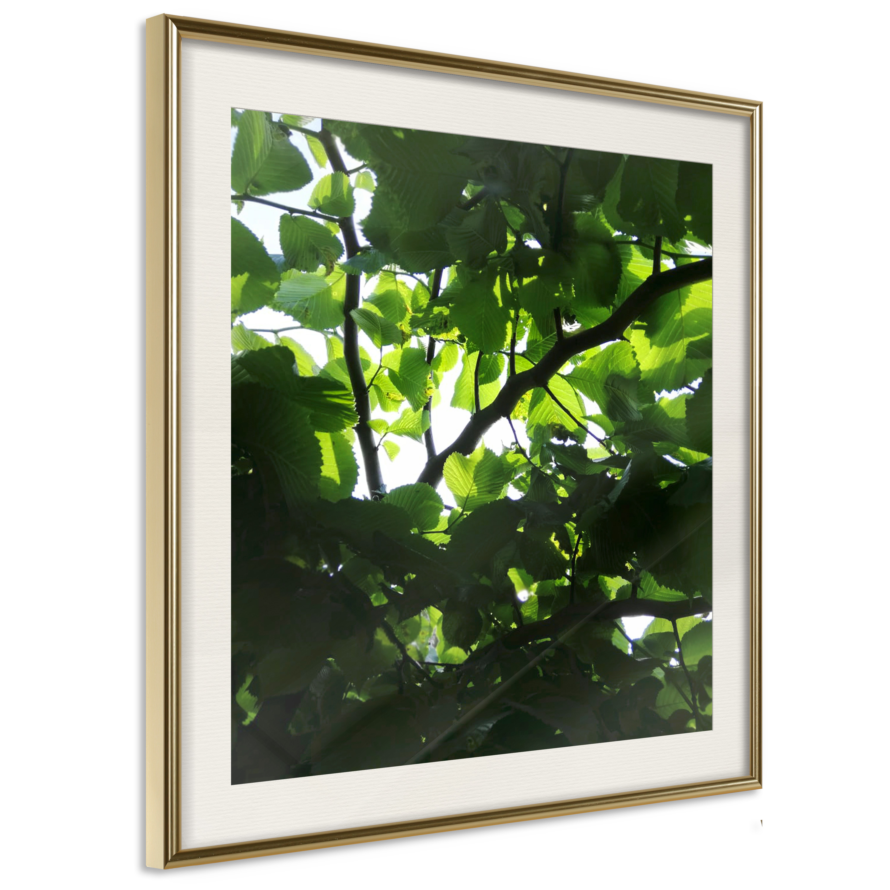 Affisch - Dawn [Poster] 30x30 Guld ram med passepartout, 30x30 cm