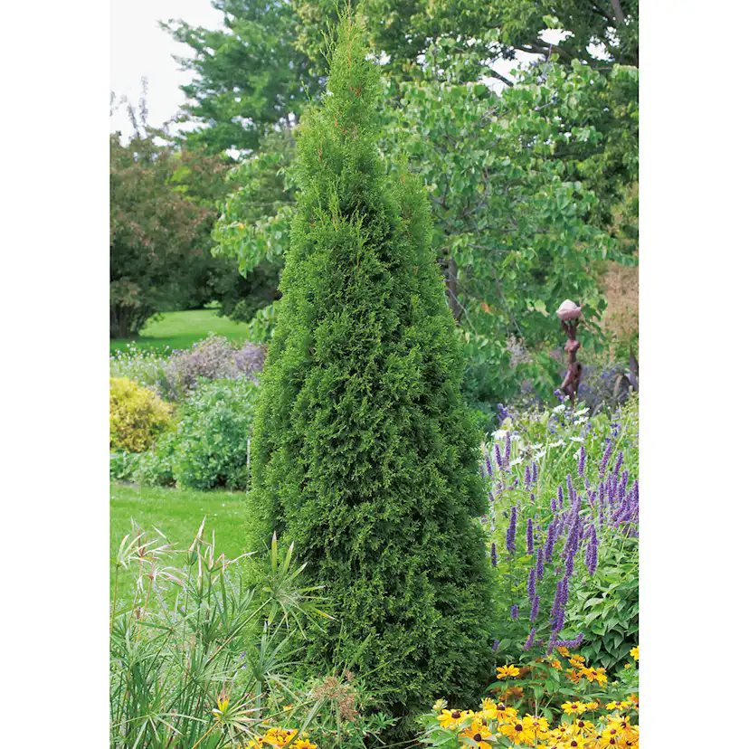 Ädeltuja Omnia Garden Smaragd 80-100 cm