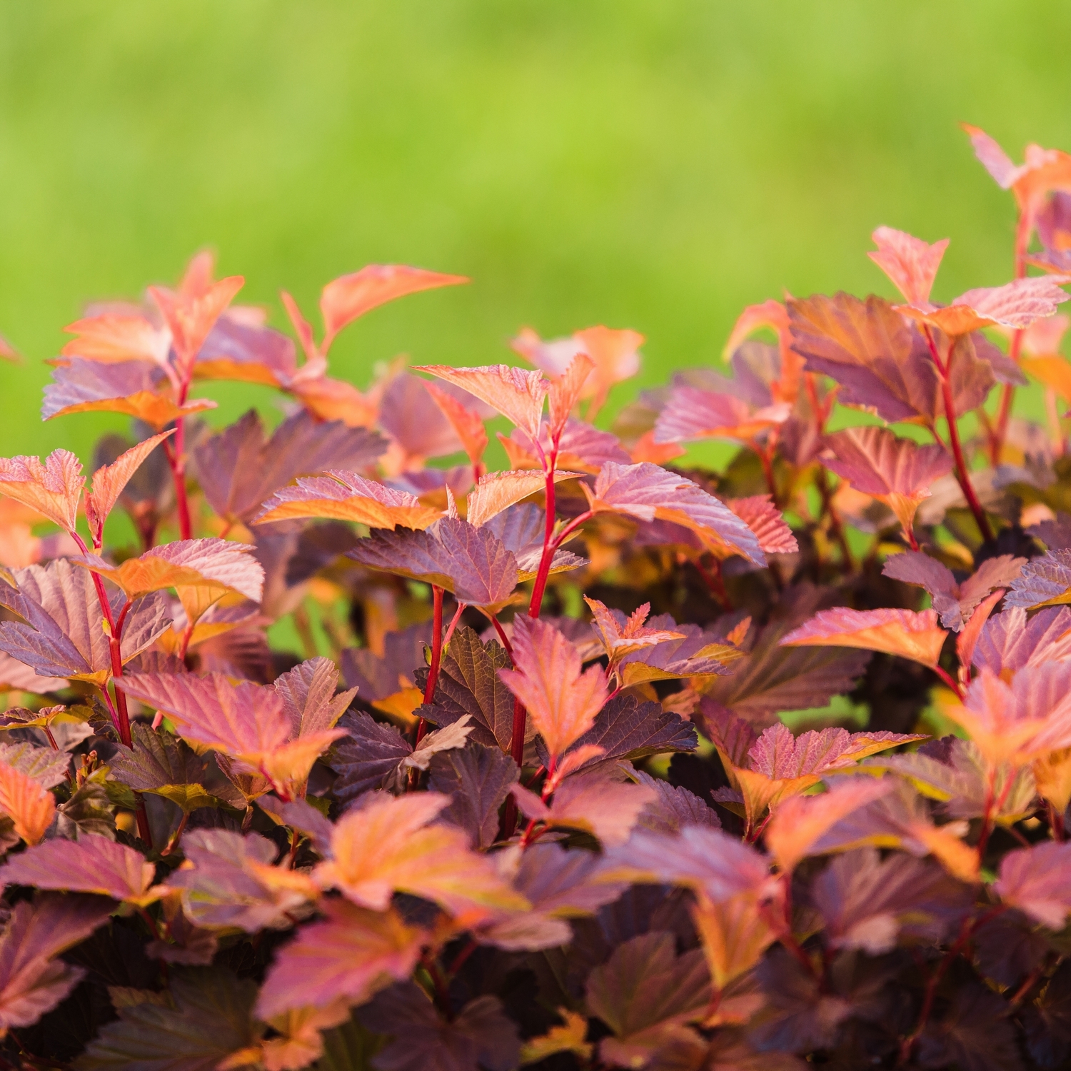 Prydnadsbuske Smällspirea Omnia Garden Amber Little Angel