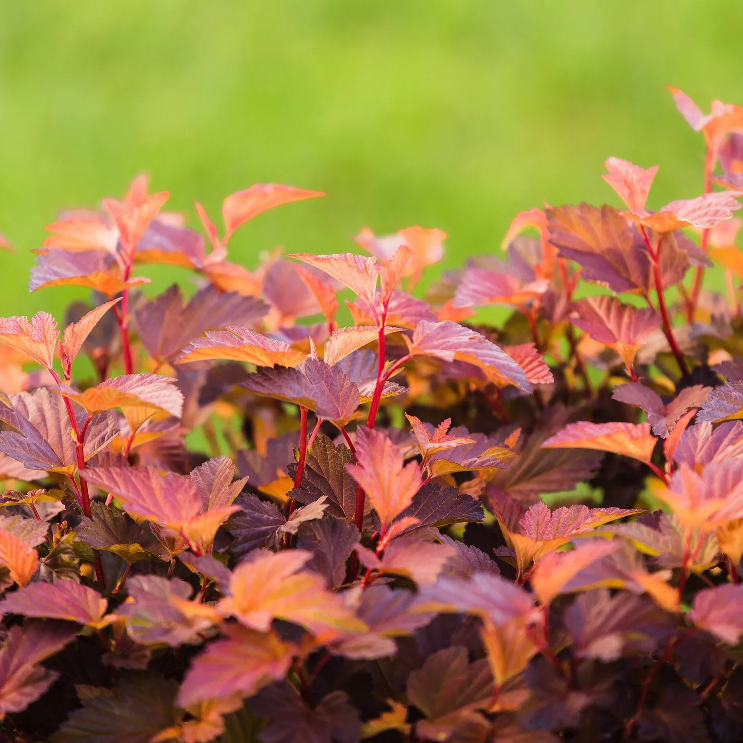 Prydnadsbuske Smällspirea Omnia Garden Amber Little Angel