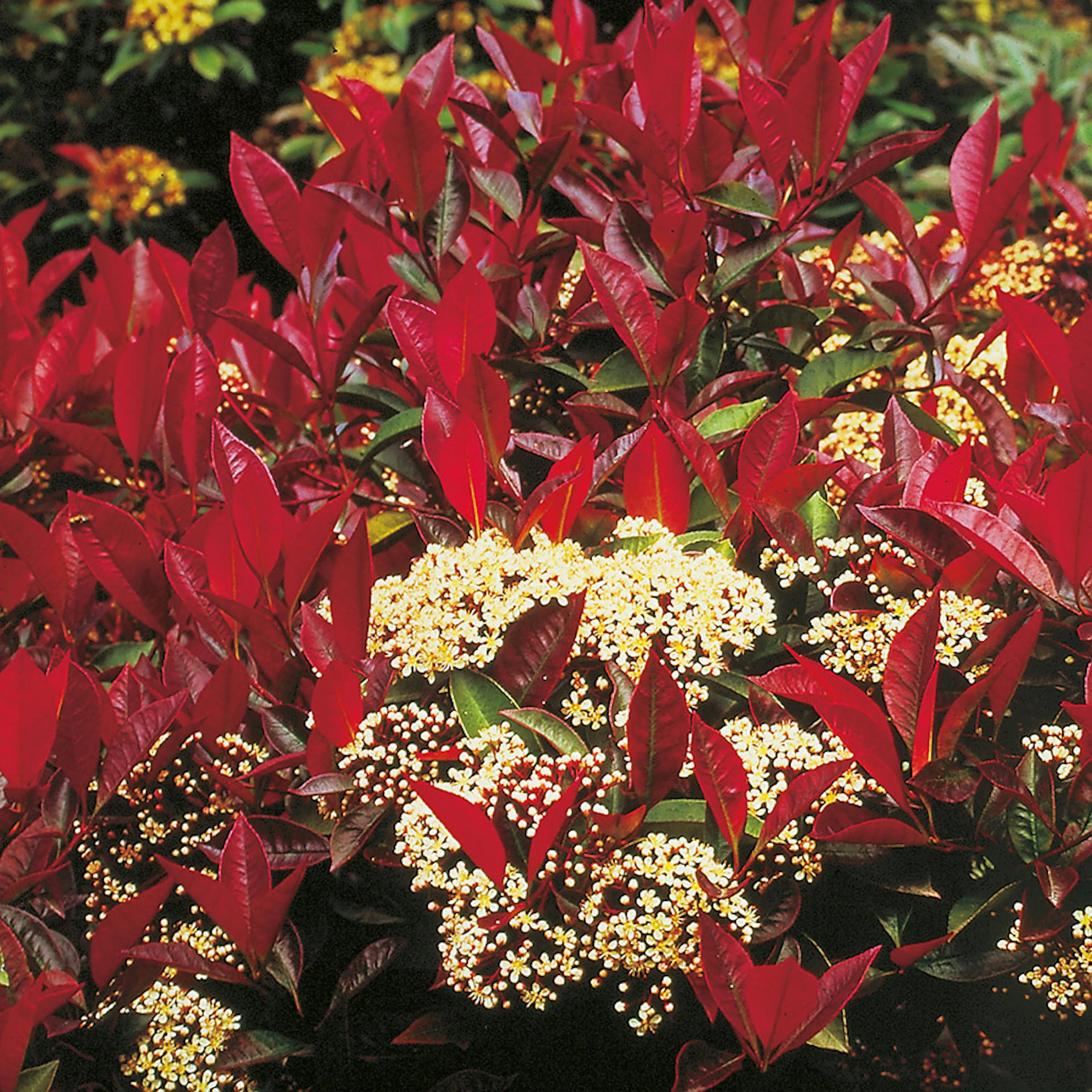 Prydnadsträd Slånaronia Omnia Garden 90-110 cm