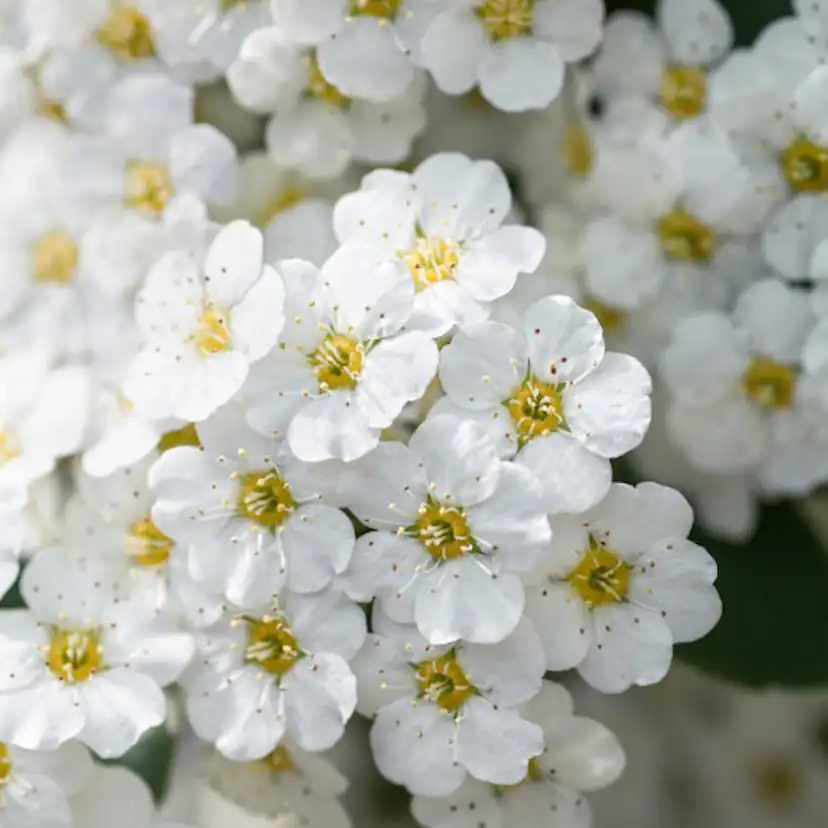 Planta Bukettspirea Omnia Garden 30-50cm Krukodlade