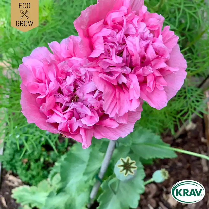 Fröpåse Eco Grow Pionvallmo Papaver Somniferum