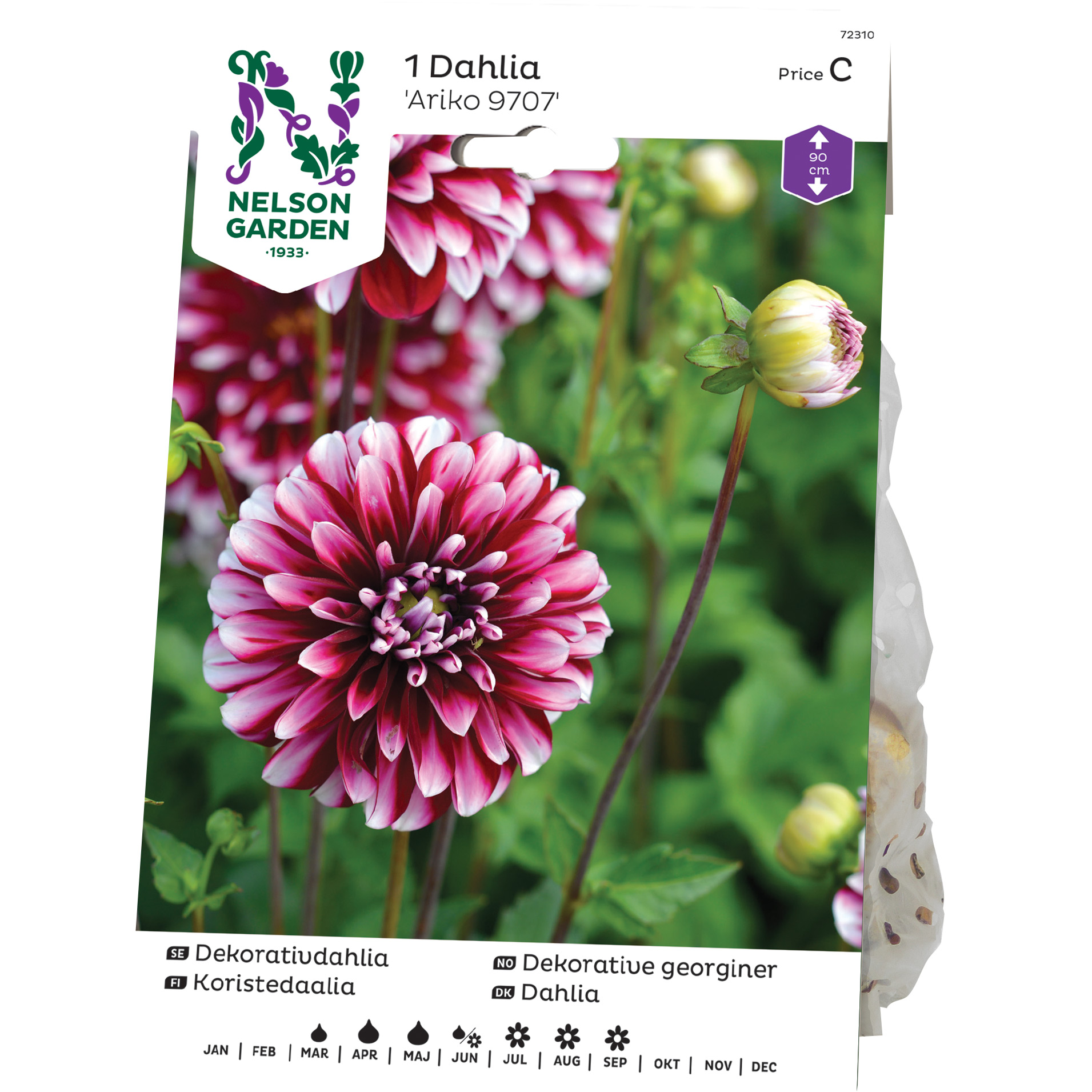 Dekorativdahlia Nelson Garden Ariko