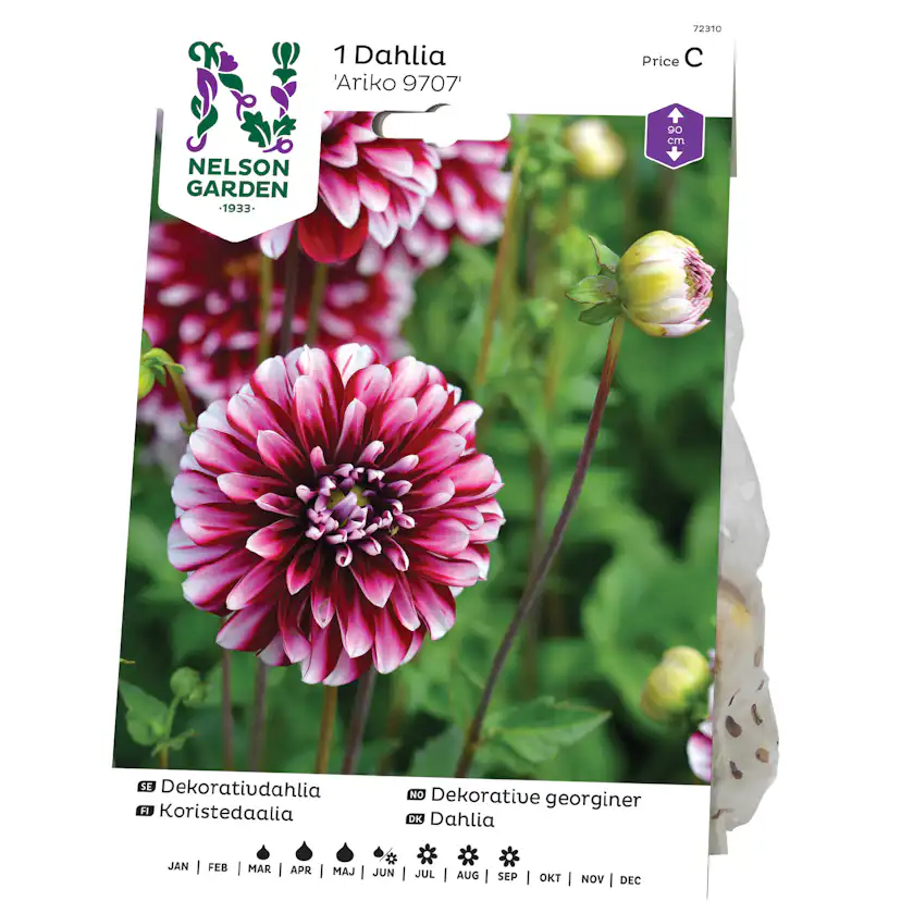 Dekorativdahlia Nelson Garden Ariko