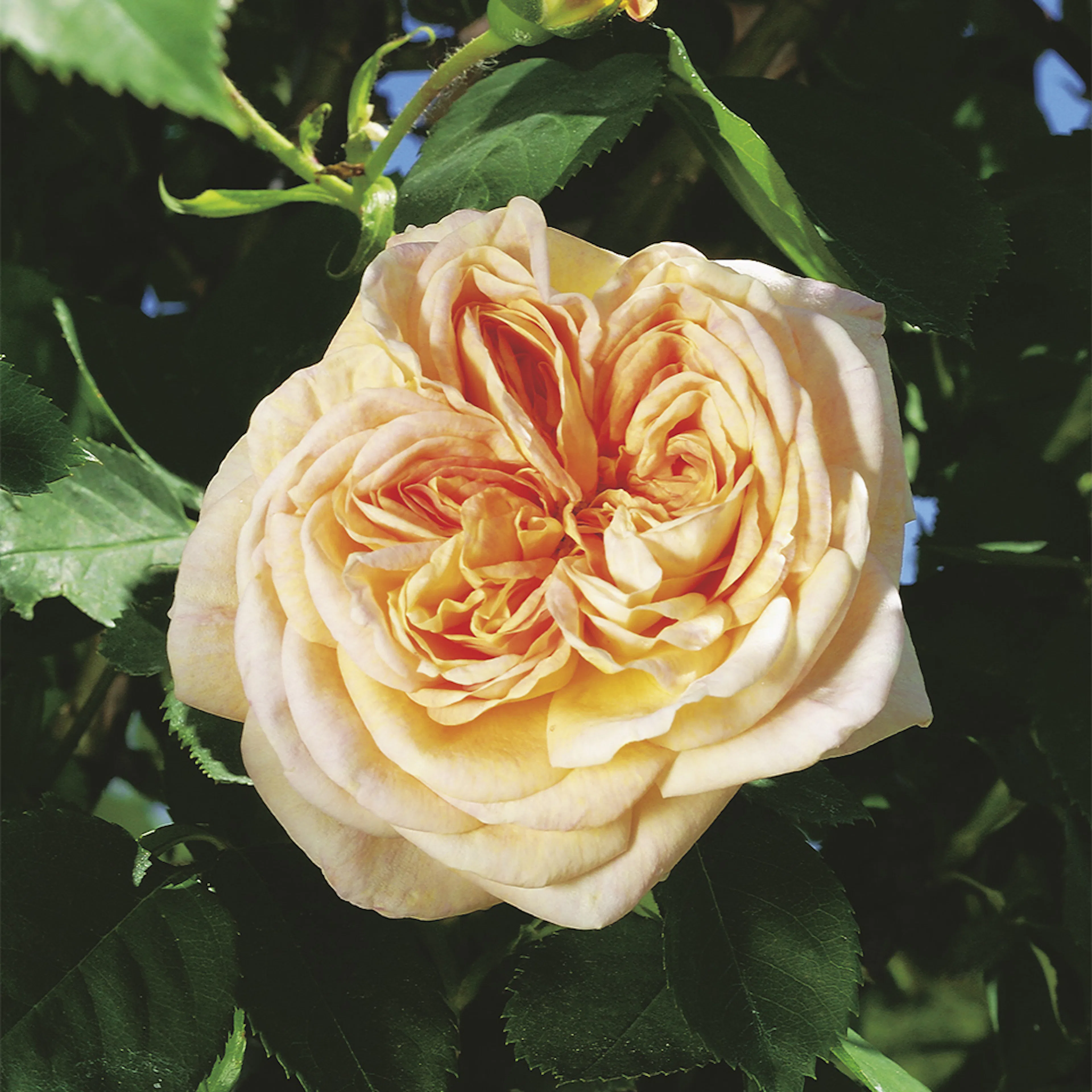 Rosa "Alchymist", 1-pack 1-pack