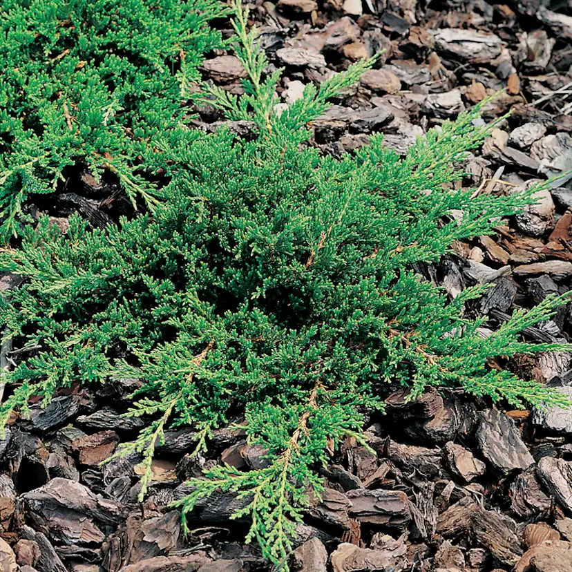 Prydnadsbuske Amerikansk Kryp-En Omnia Garden Prince of Wales