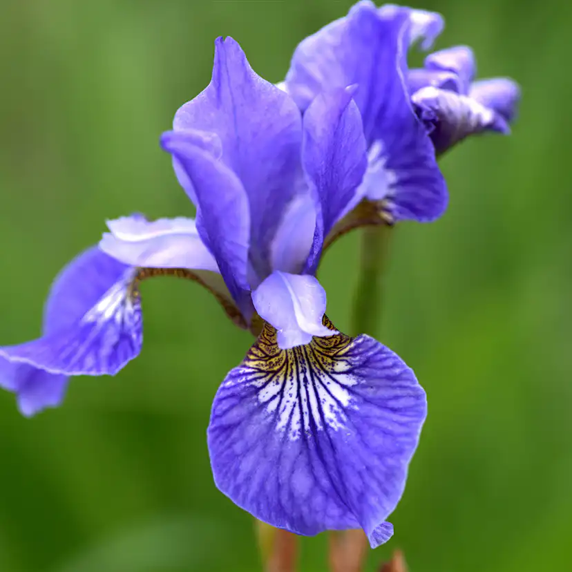 Planta Perenn Omnia Garden Rabattiris Blue King Strandiris