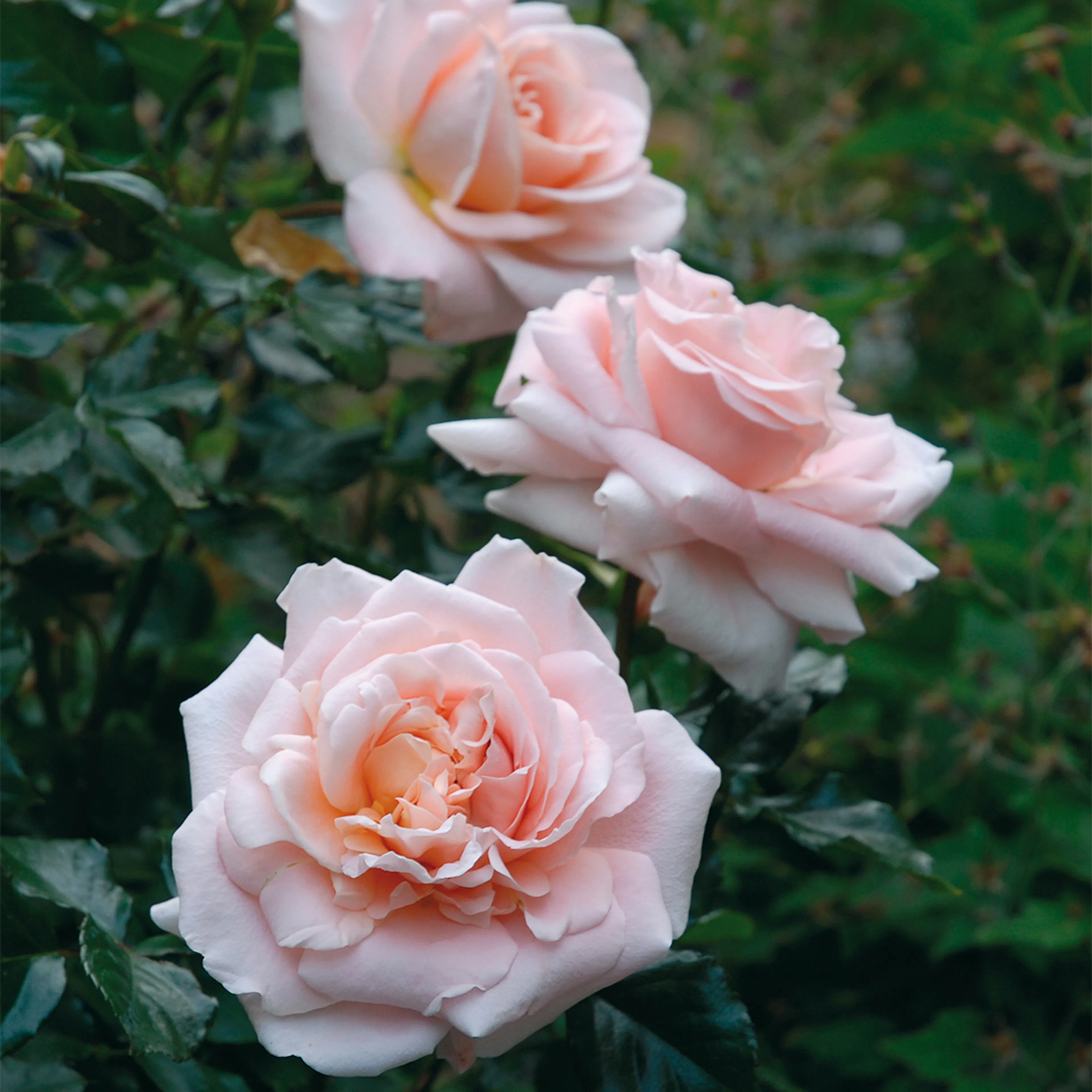 Rosa "Kalmar", 10-pack 10-pack