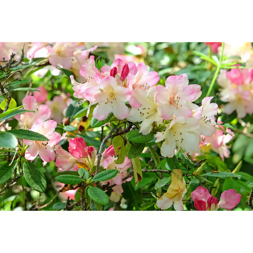 Rhododendron Omnia Garden Percy Wiseman 25-30 cm