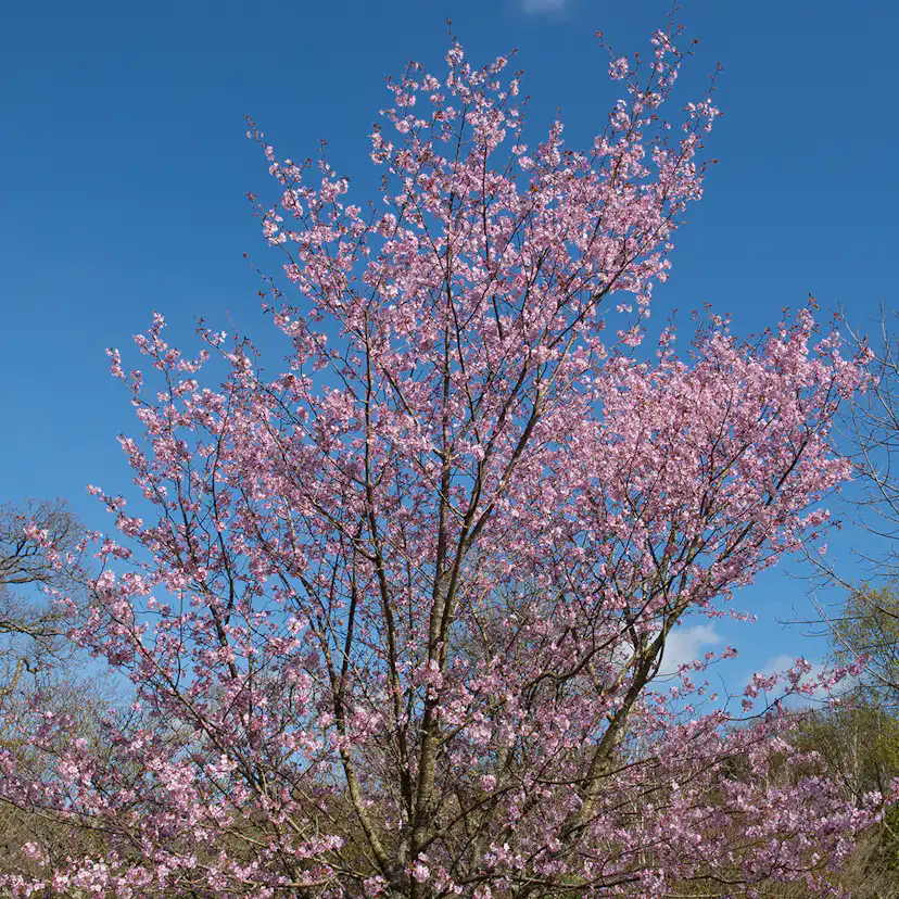 Bergkörsbär Omnia Garden Japanskt Prydnadsträd 300-400 cm, Rosa/Mörkröd Blomning, Alleträd, Högstamsträd