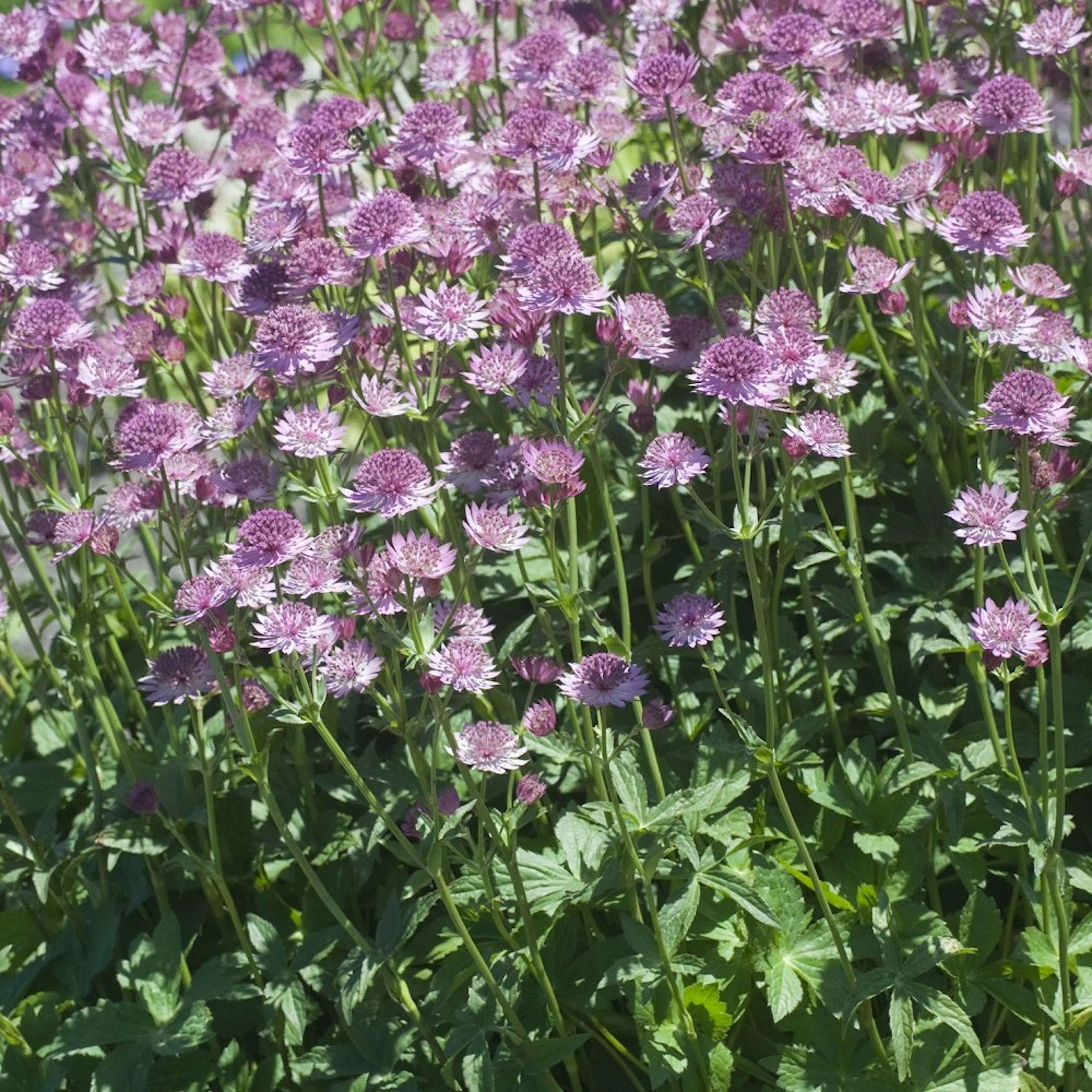 Planta Omnia Garden Stjärnflocka Major Roma