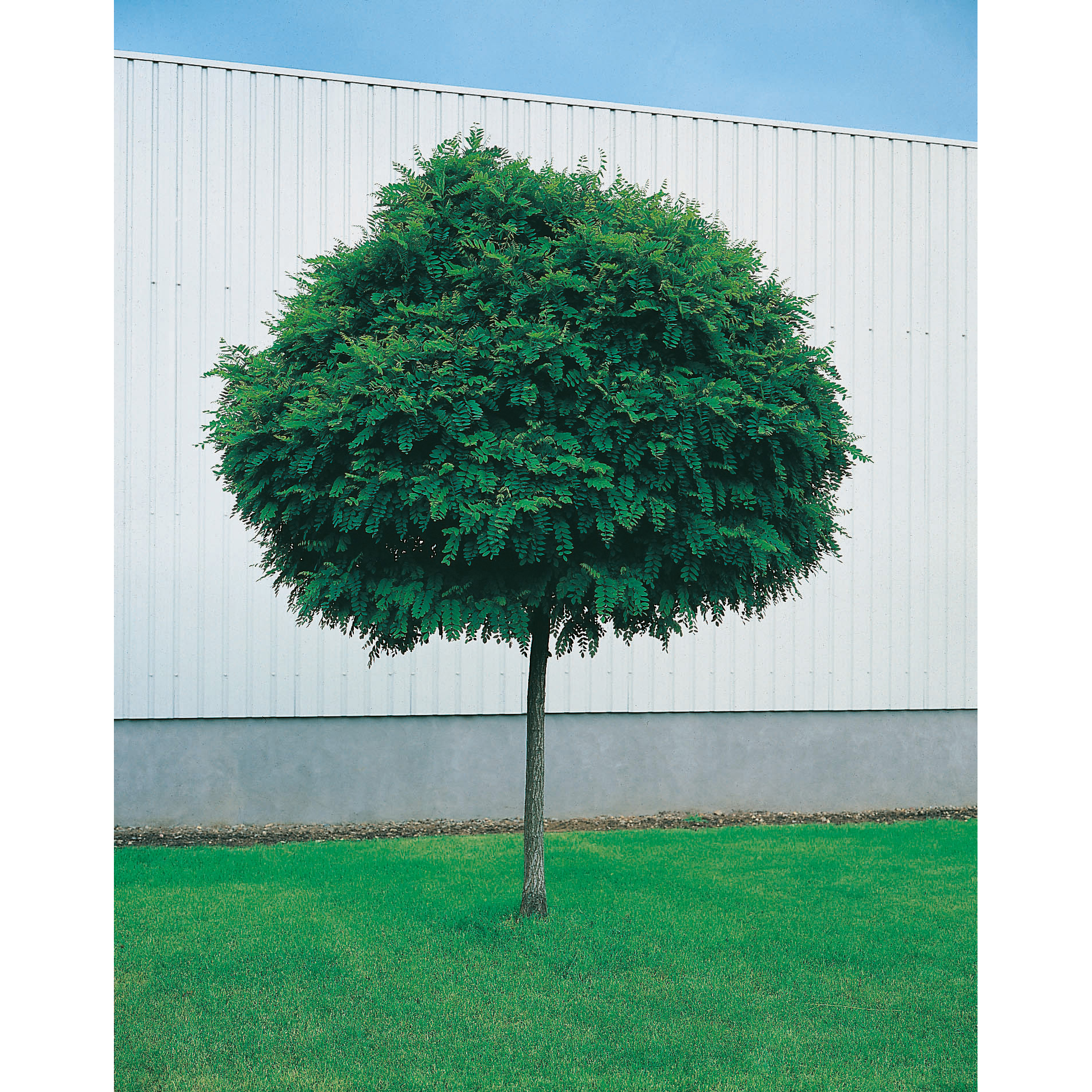 Robinia pseudoacacia 'Umbraculifera', högstam st.omf. 10-12c 10-12 cm