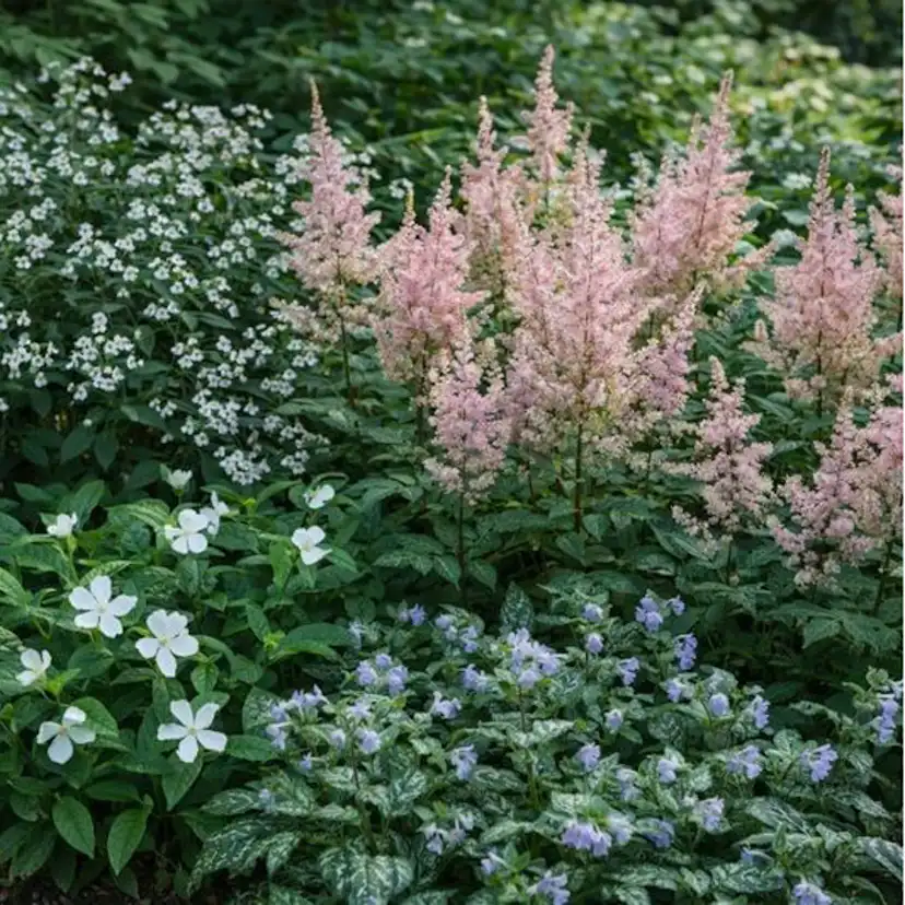 Perenn Omnia Garden Perennpaket Långvarig Trädgård