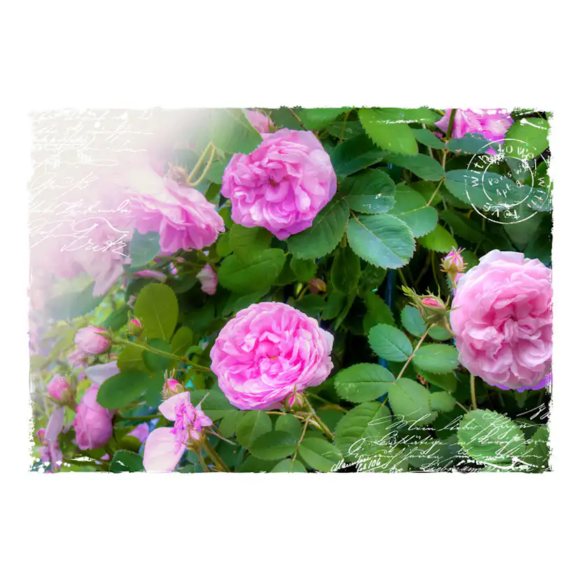 Fototapet Arkiio Summer Garden