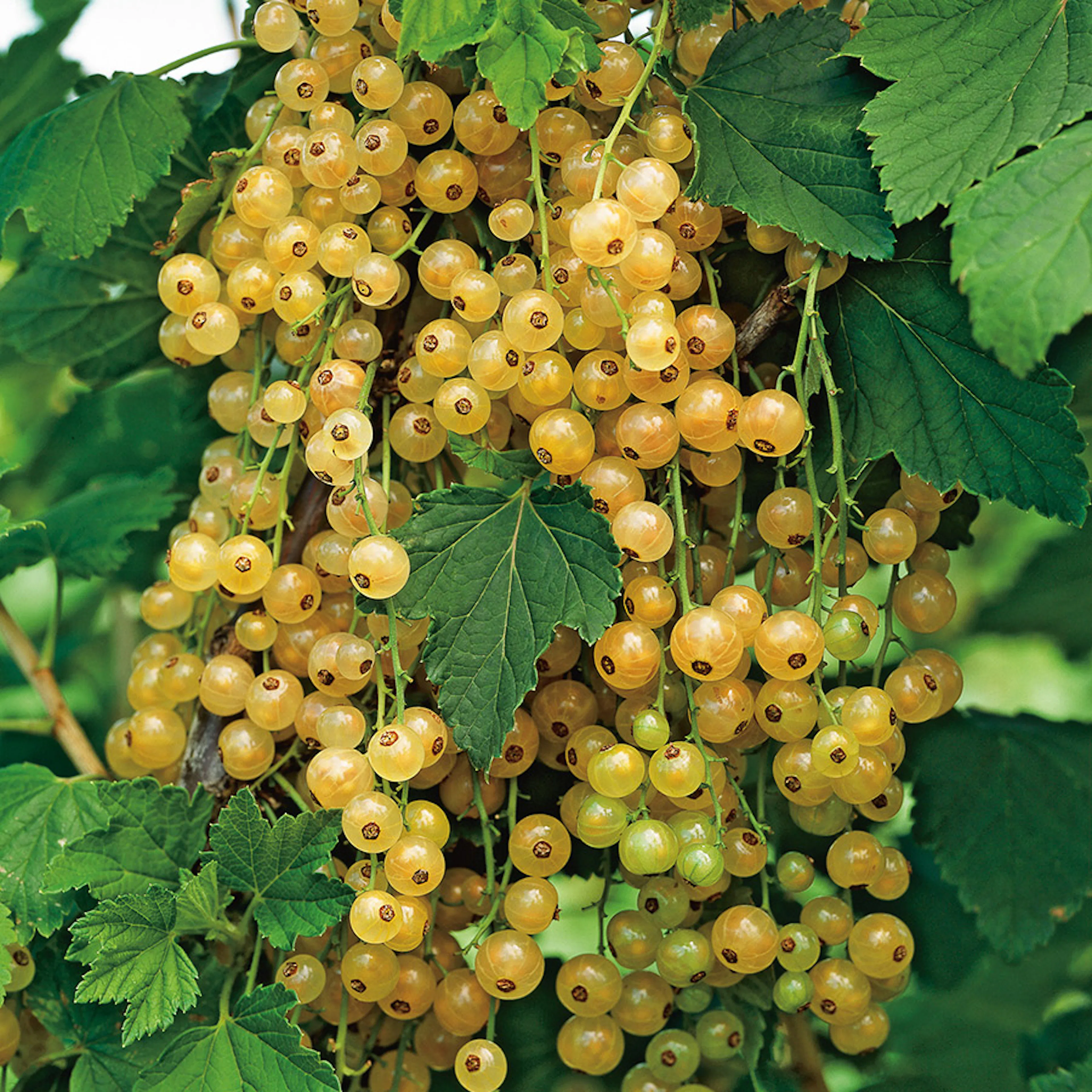 Buske Gulvita Vinbär Stam Omnia Garden 40-60 sth