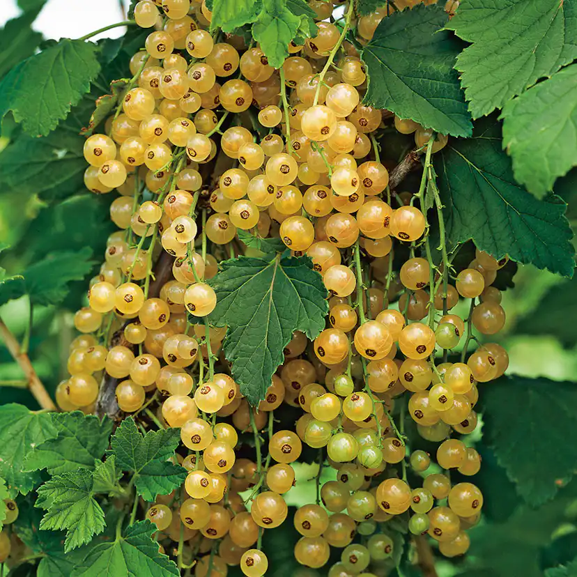 Buske Gulvita Vinbär Stam Omnia Garden 40-60 sth