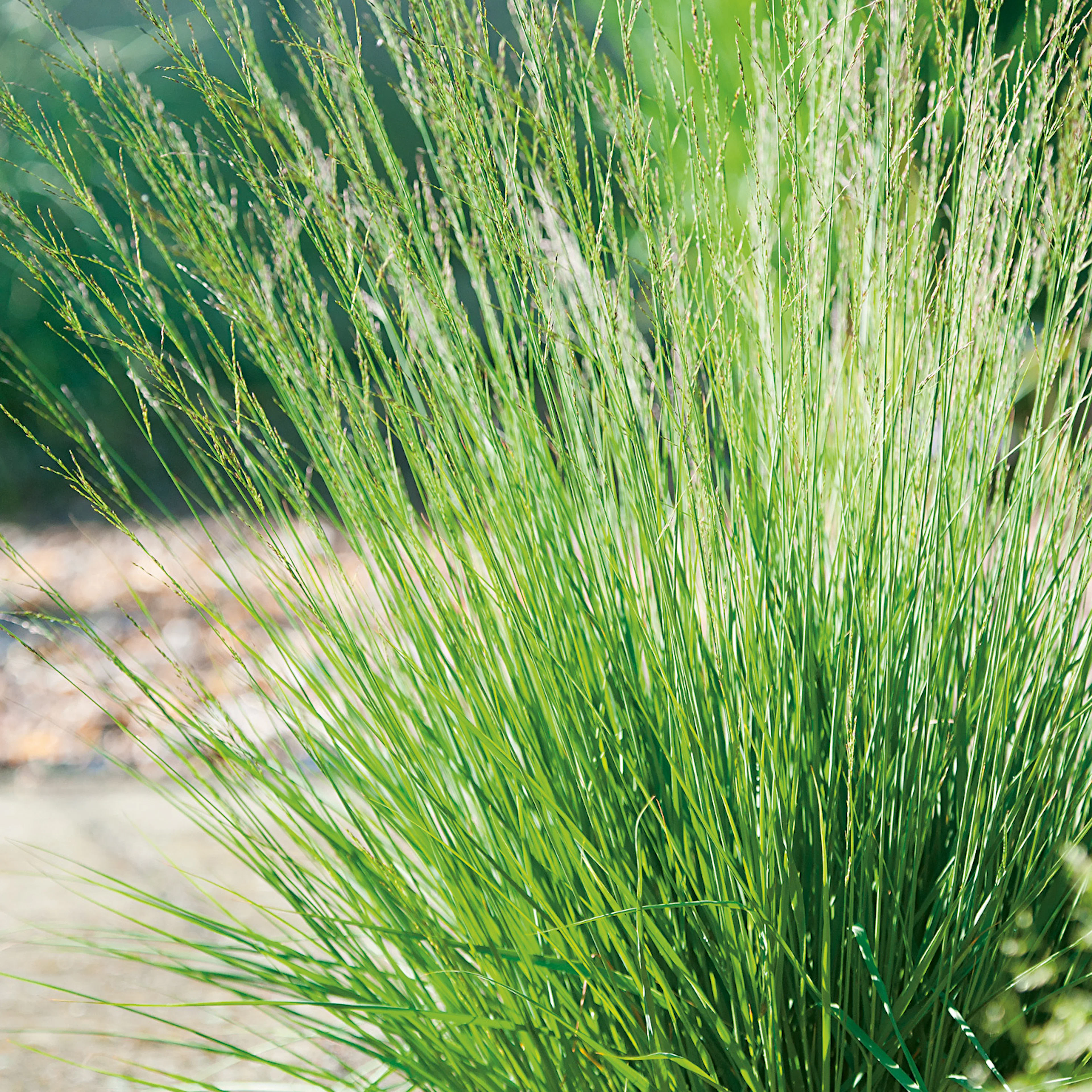 Planta Omnia Garden Blåtåtel Edit Dudszuz