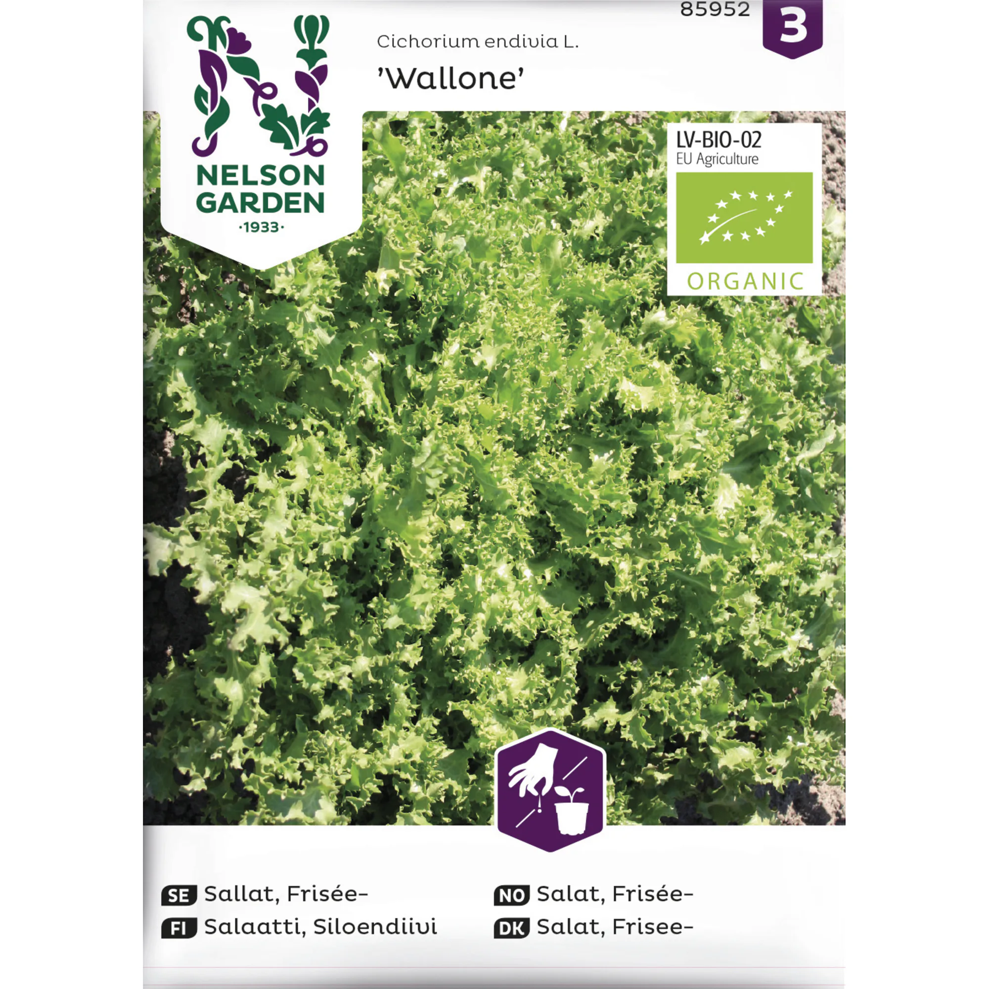 Frö Nelson Garden Sallat Frisée Wallone Organic