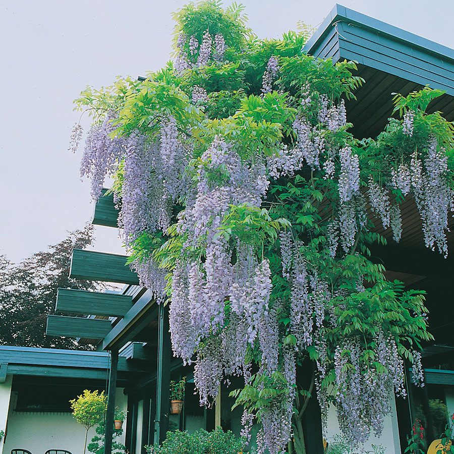 Klätterväxt Blåregn Omnia Garden Kinesiskt Sinensis 50-80 cm