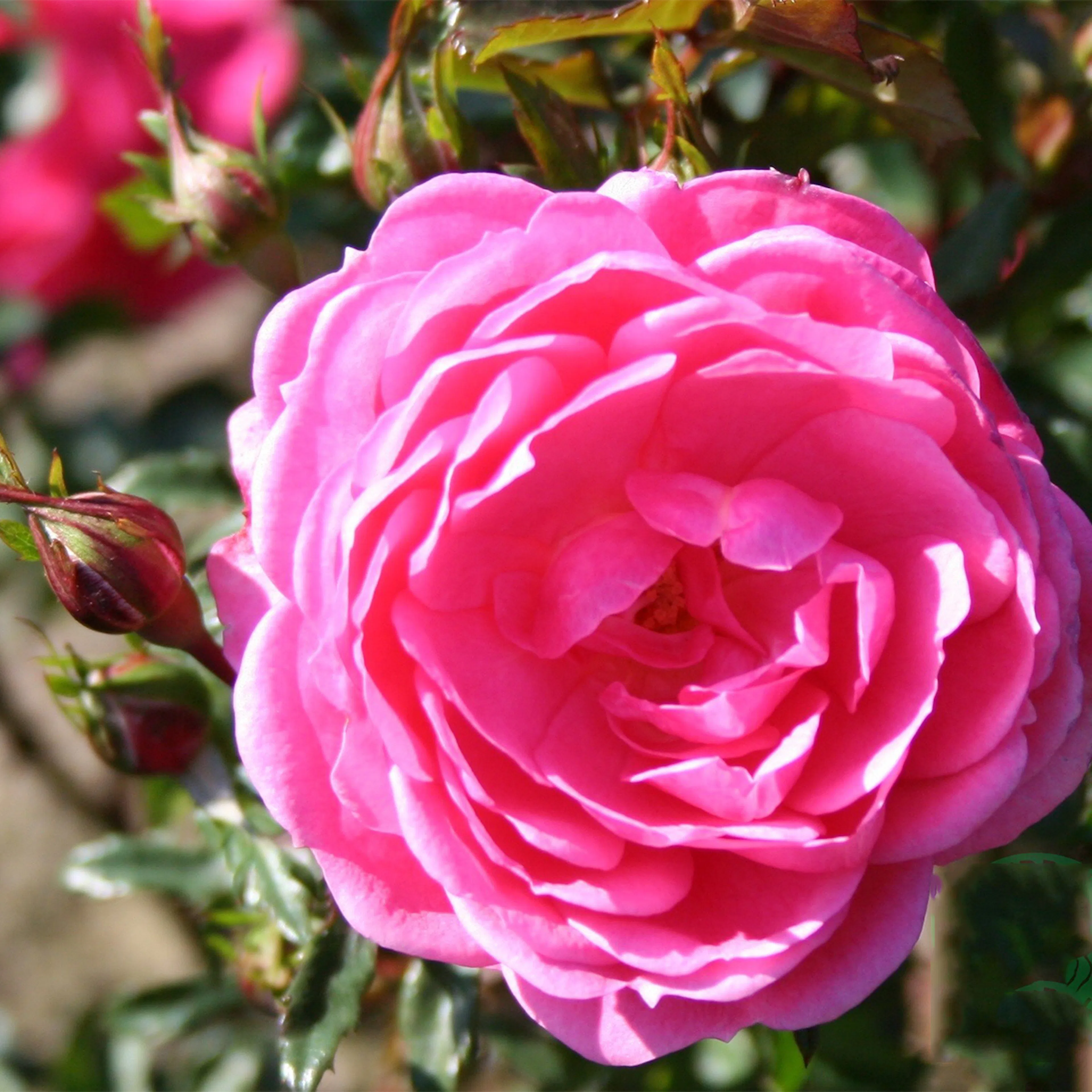 Rosa "Boogie-Woogie", 1-pack 1-pack