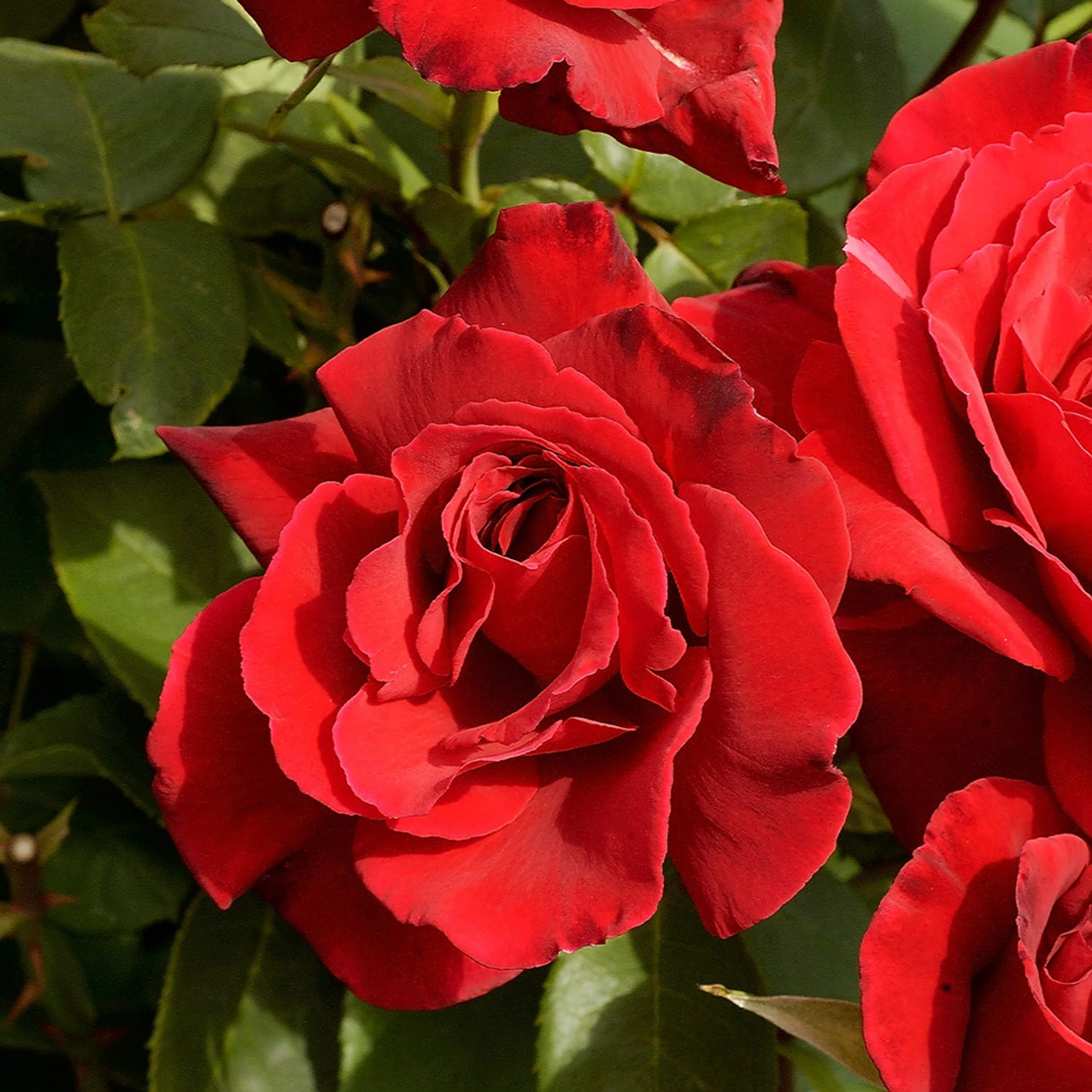 Rosa "Erotika", 1-pack 1-pack