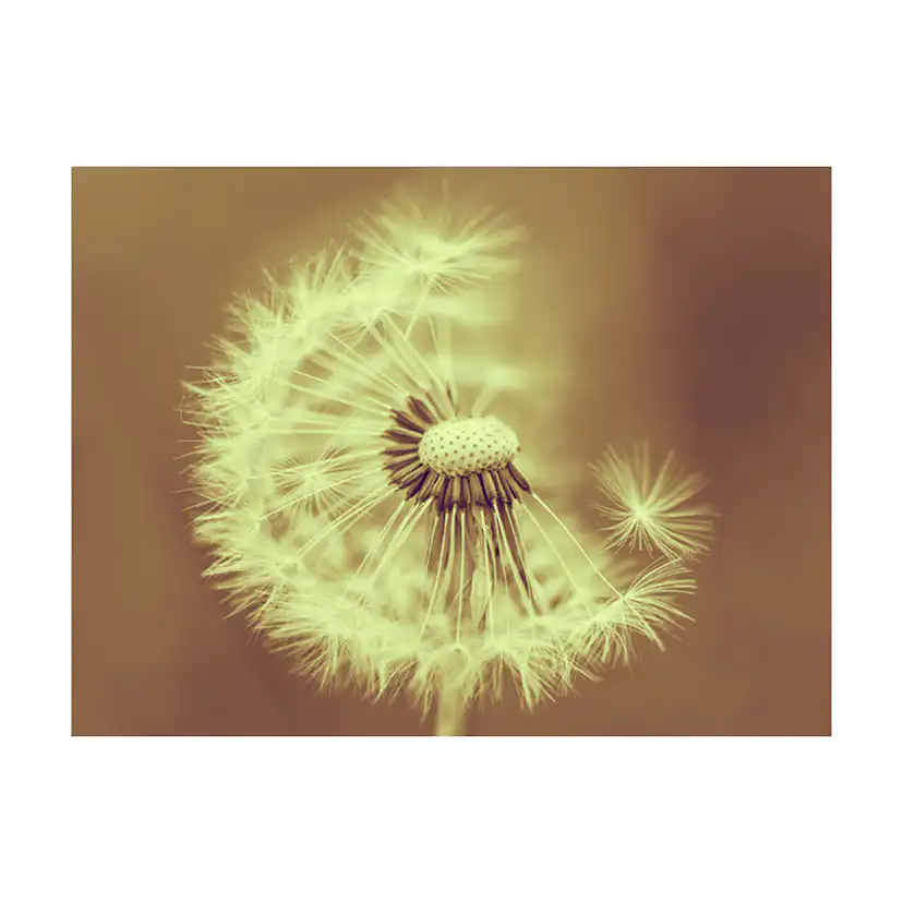 Fototapet Arkiio Maskros Sepia LFTNT1297