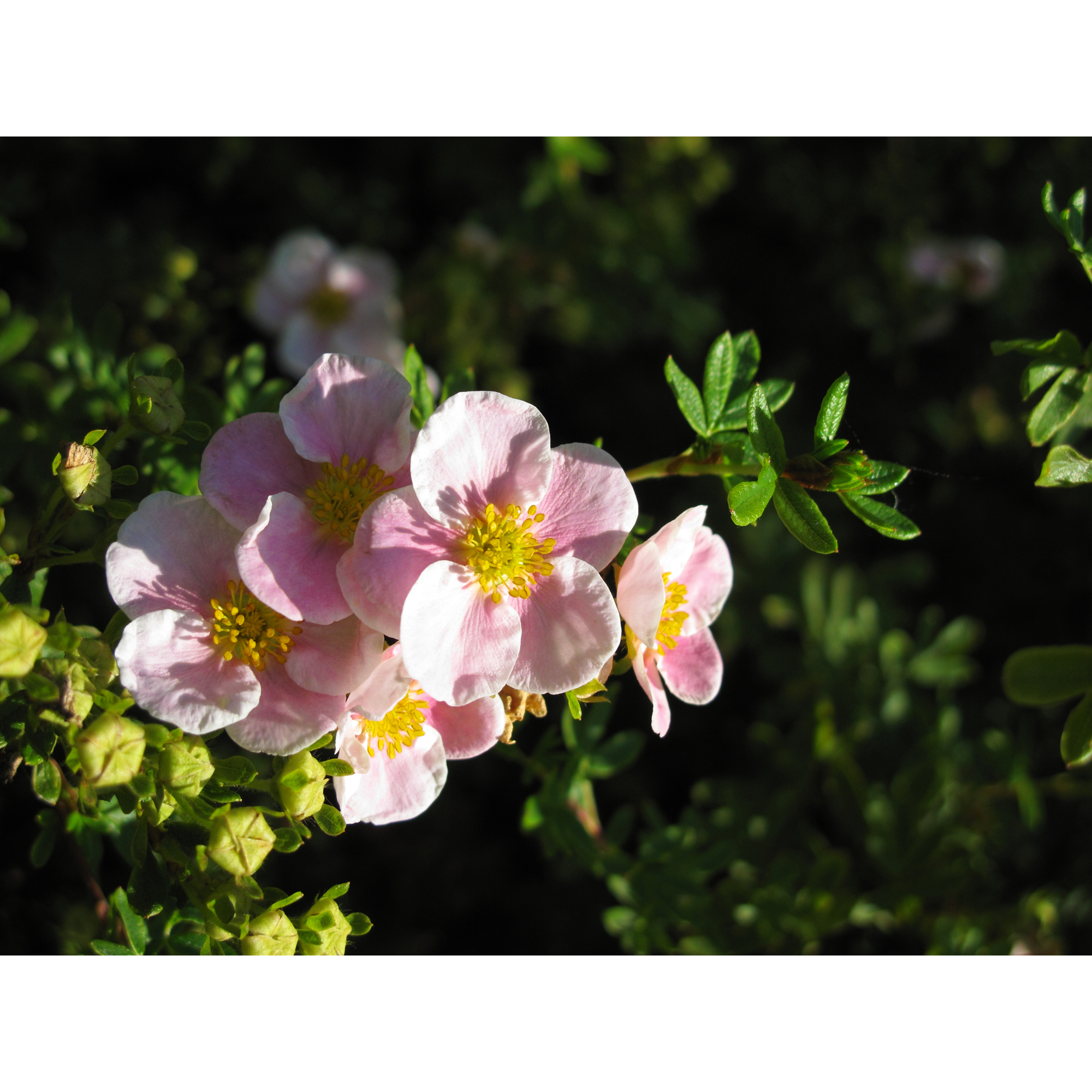 Planta Ölandstok Omnia Garden "Pink Beauty"