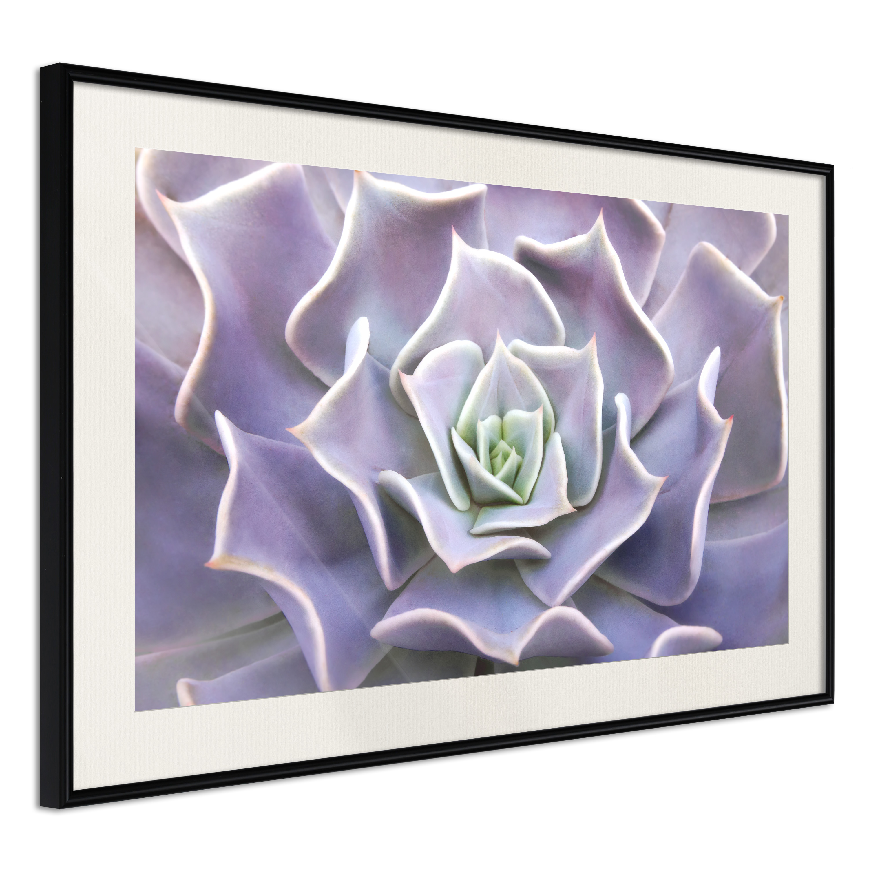 Affisch - Purple Succulent [Poster] 60x40 Svart ram med passepartout, 60x40 cm