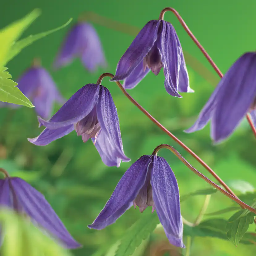 Klätterväxt Klematis Omnia Garden Helsingborg 40-60 cm