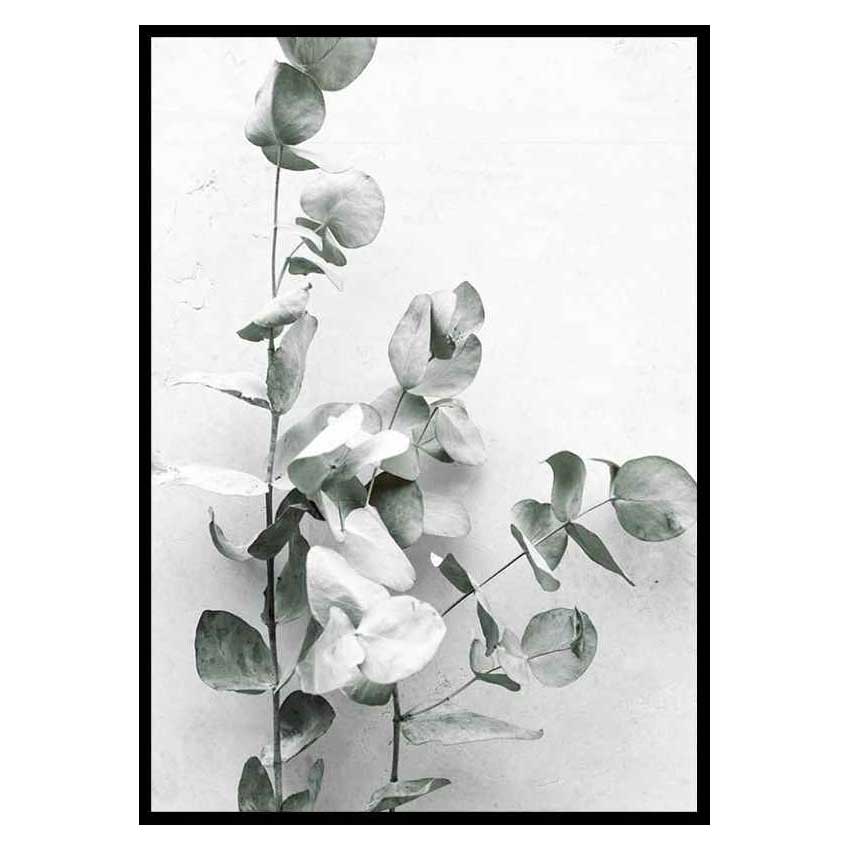 Poster Gallerix Eucalyptus No4