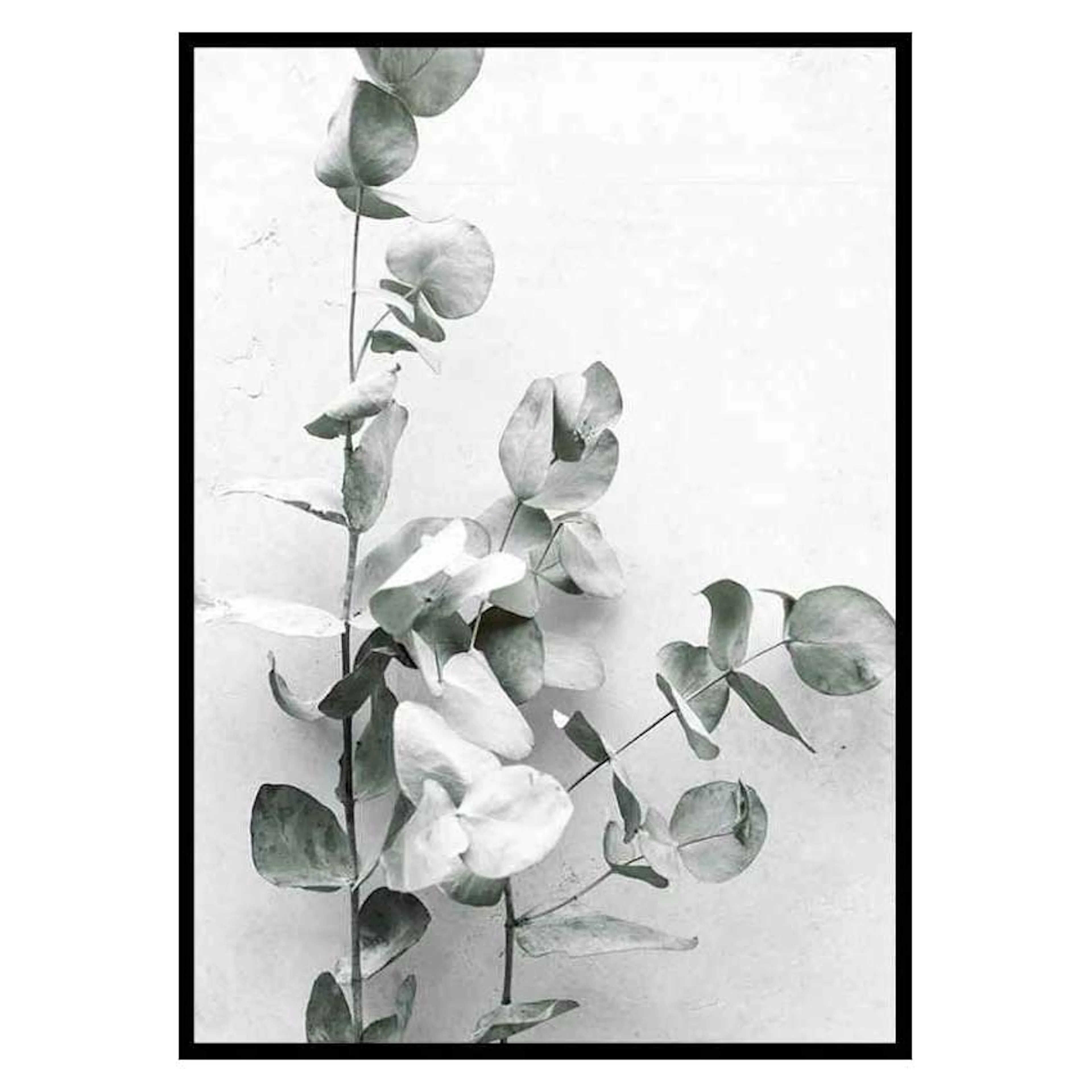 Poster Gallerix Eucalyptus No4